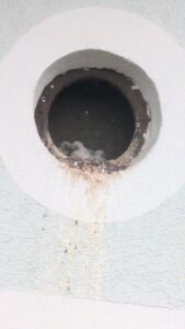 vier frisch geschlüpfte Falken